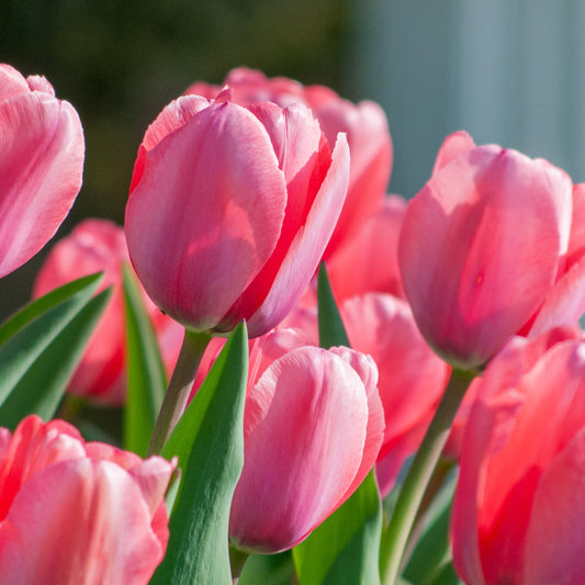 The Timeless Beauty and Intrigue of Tulips