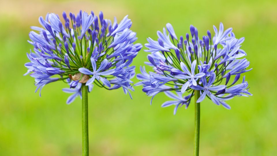 agapanthus lilies